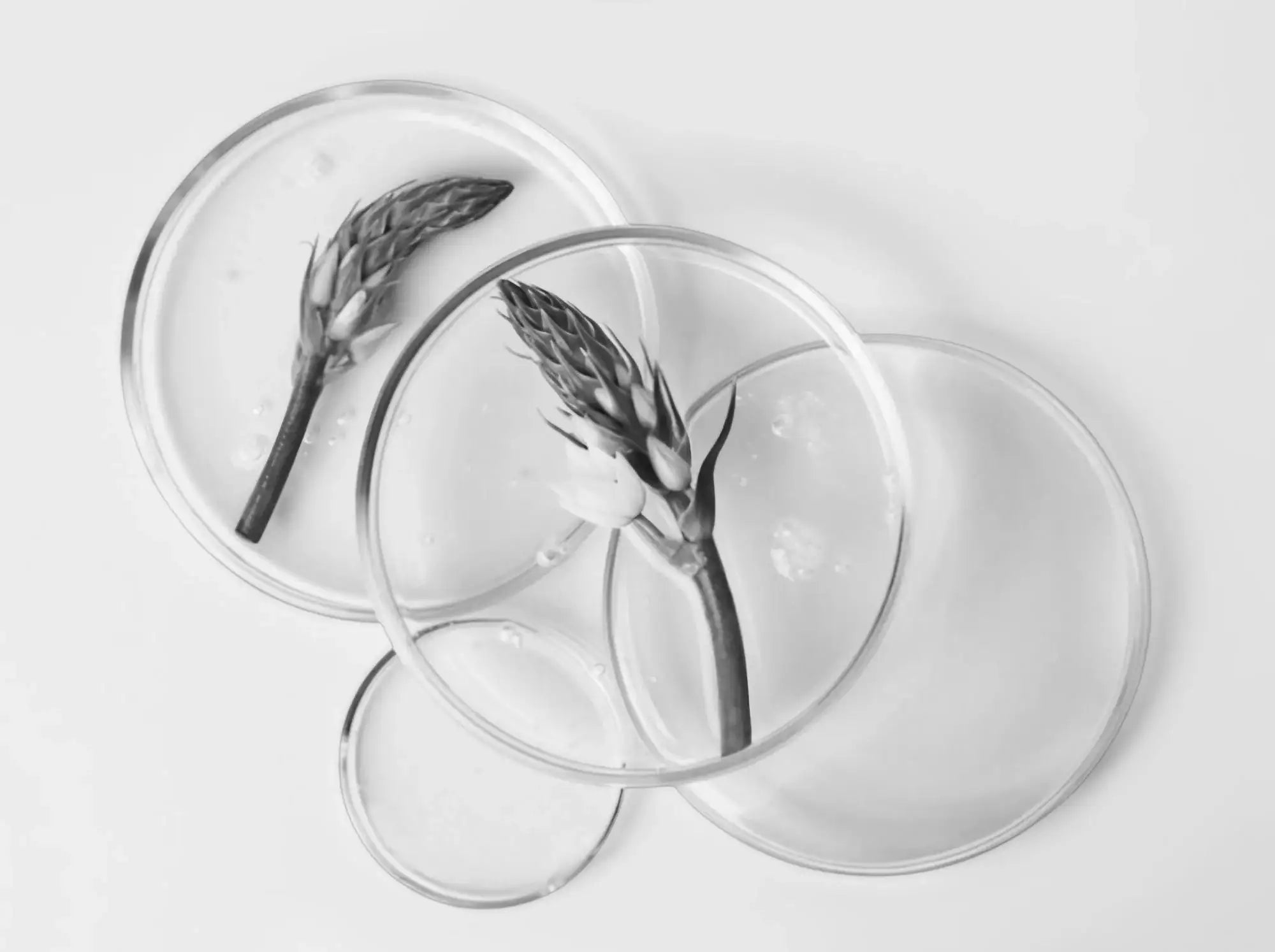 Anagrow™ for Hair Growth: Plant Stem Cell Technology in DR.MESO Hair Care