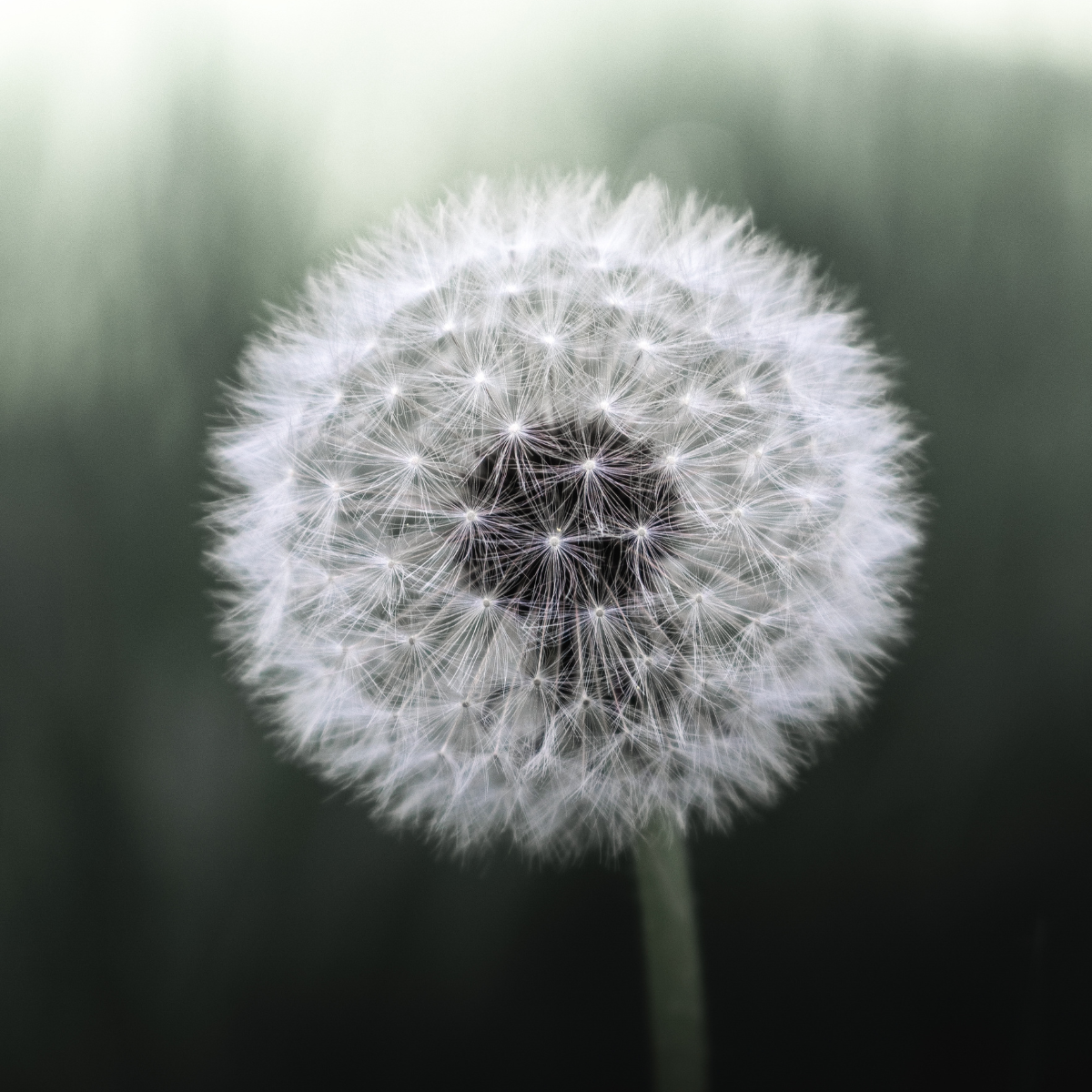 Flowers representing hypoallergenic natural ingredients