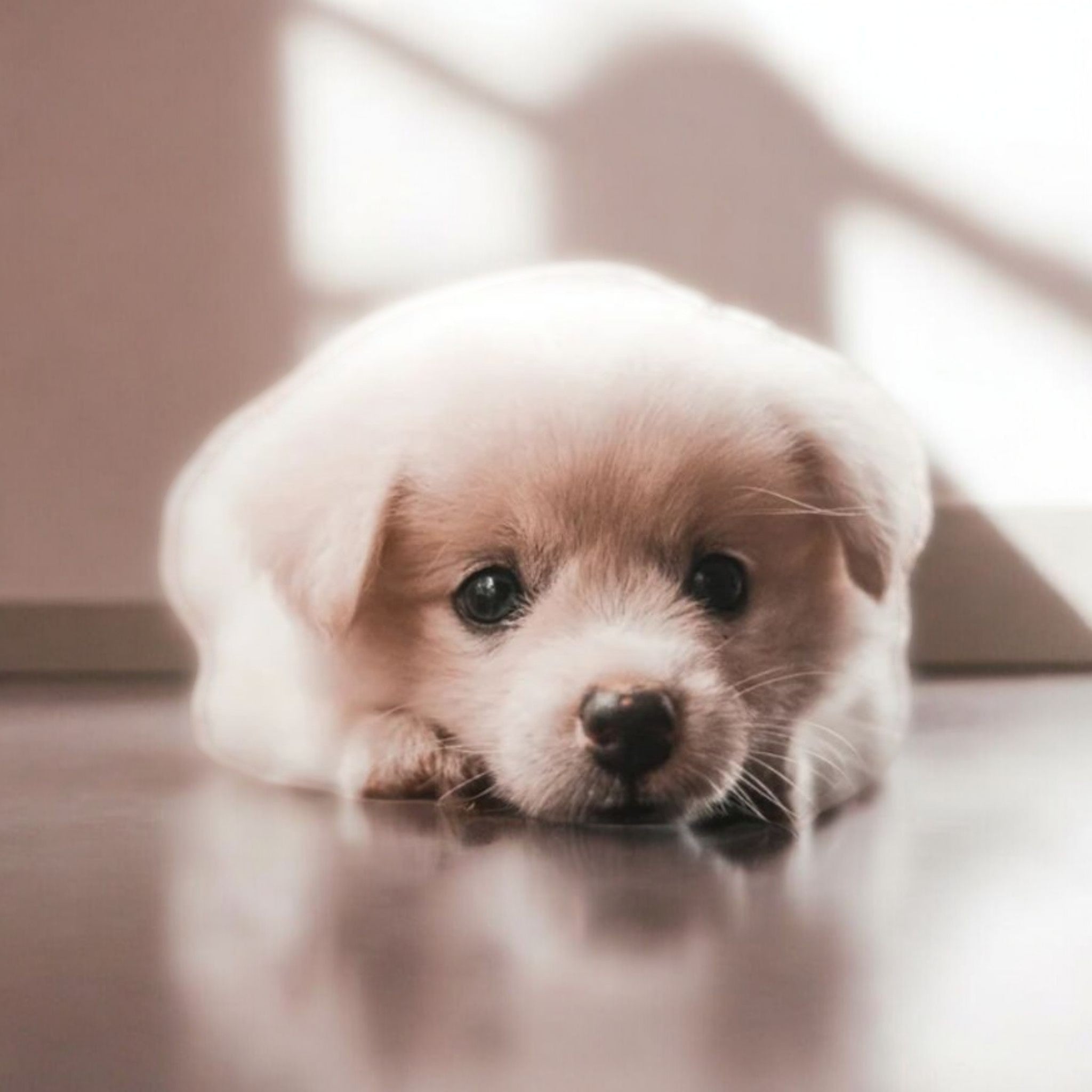 Dog image with no animal testing message