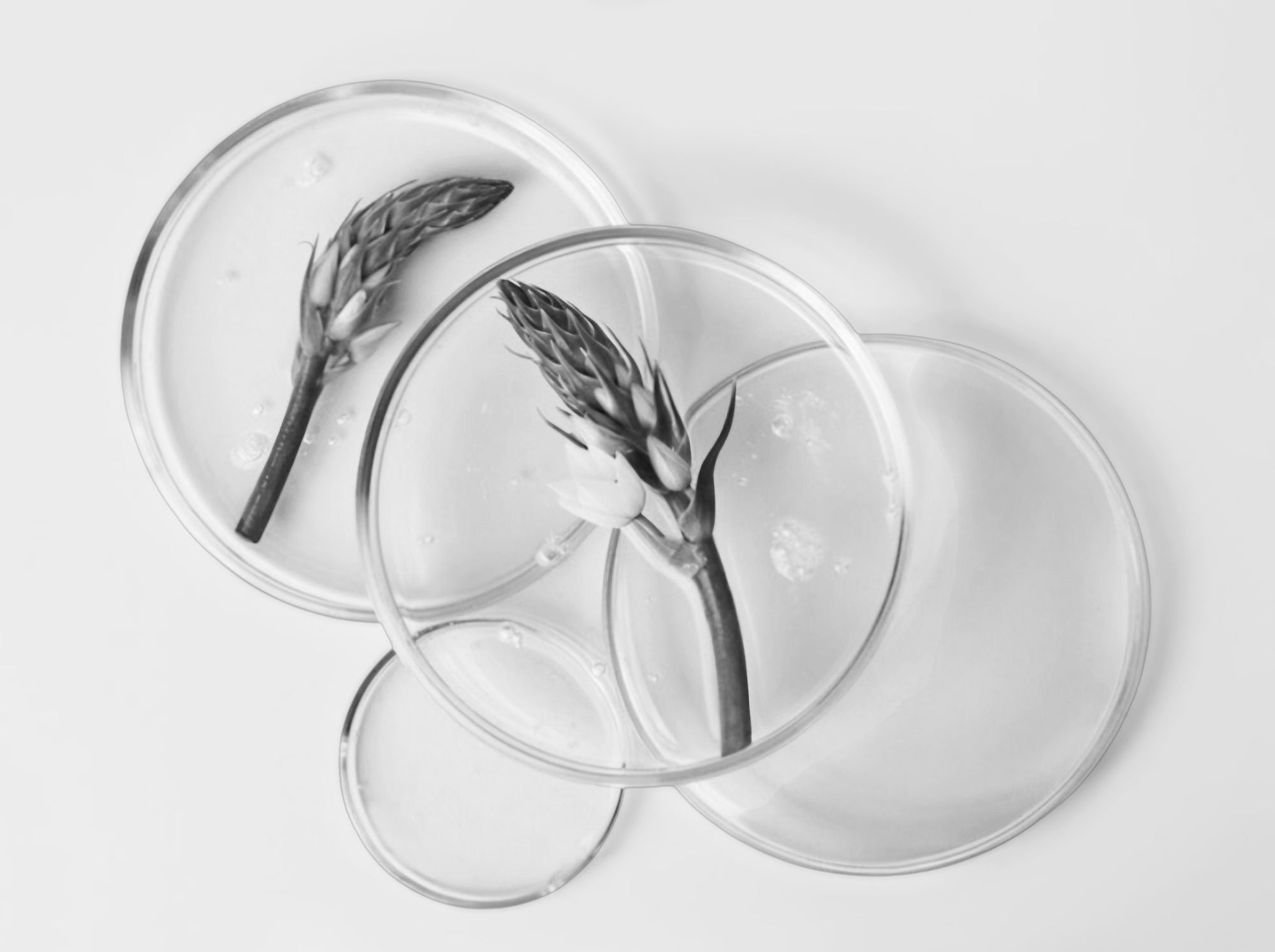 silicone paraben free img